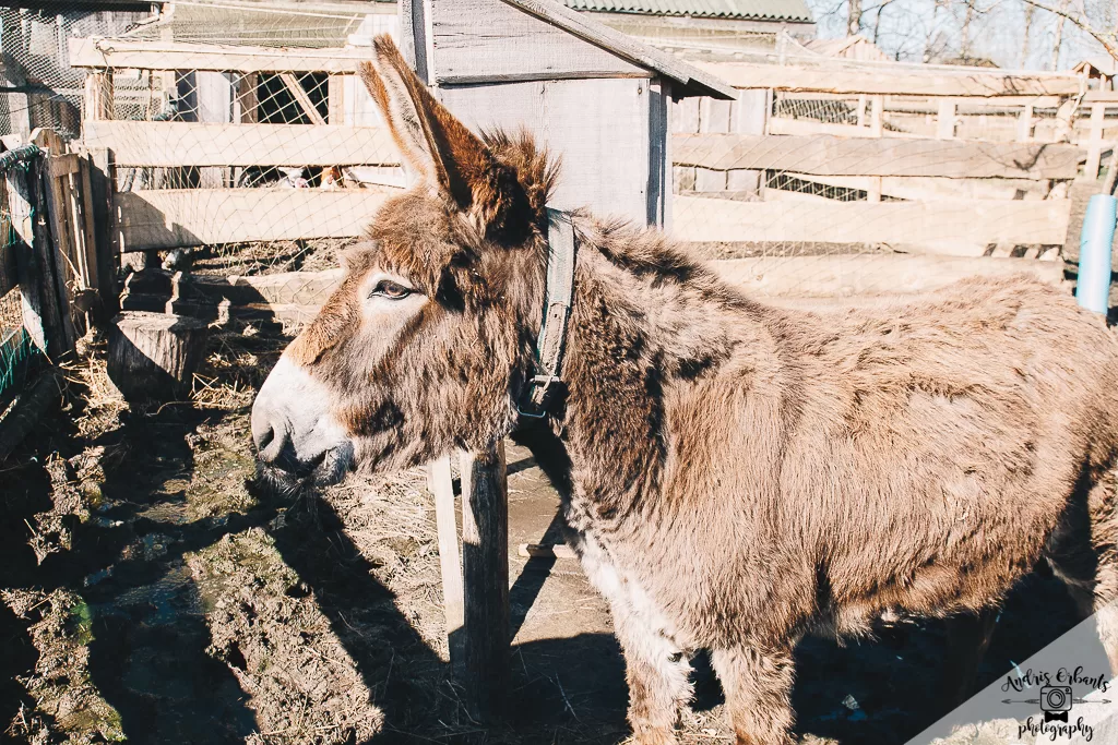 Mini Zoo "Buki"